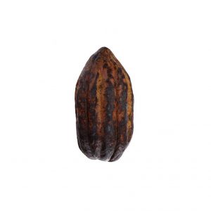 خرید اینترنتی میوه کاکائو